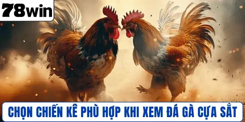 Lựa chọn chiến kê phù hợp khi xem đá gà cựa sắt