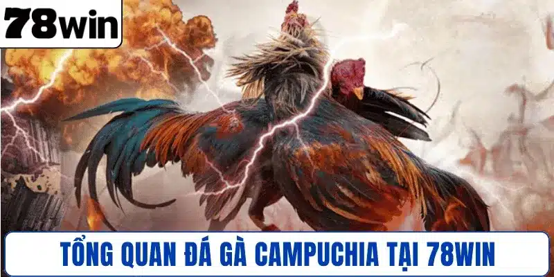Giới thiệu tổng quan đá gà Campuchia tại 78WIN